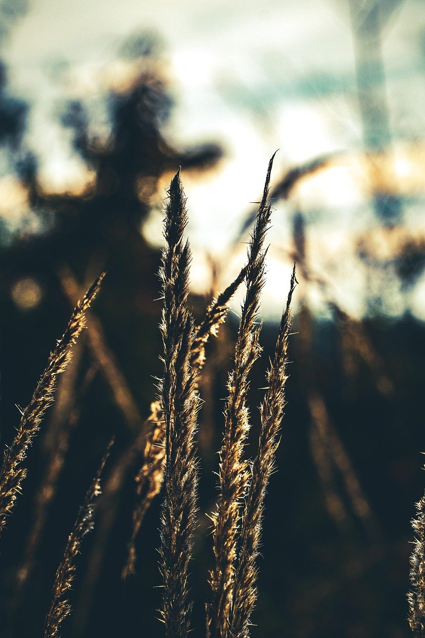 plant, forest, nature, helmet tips reeds, gloomy, forest reed tip