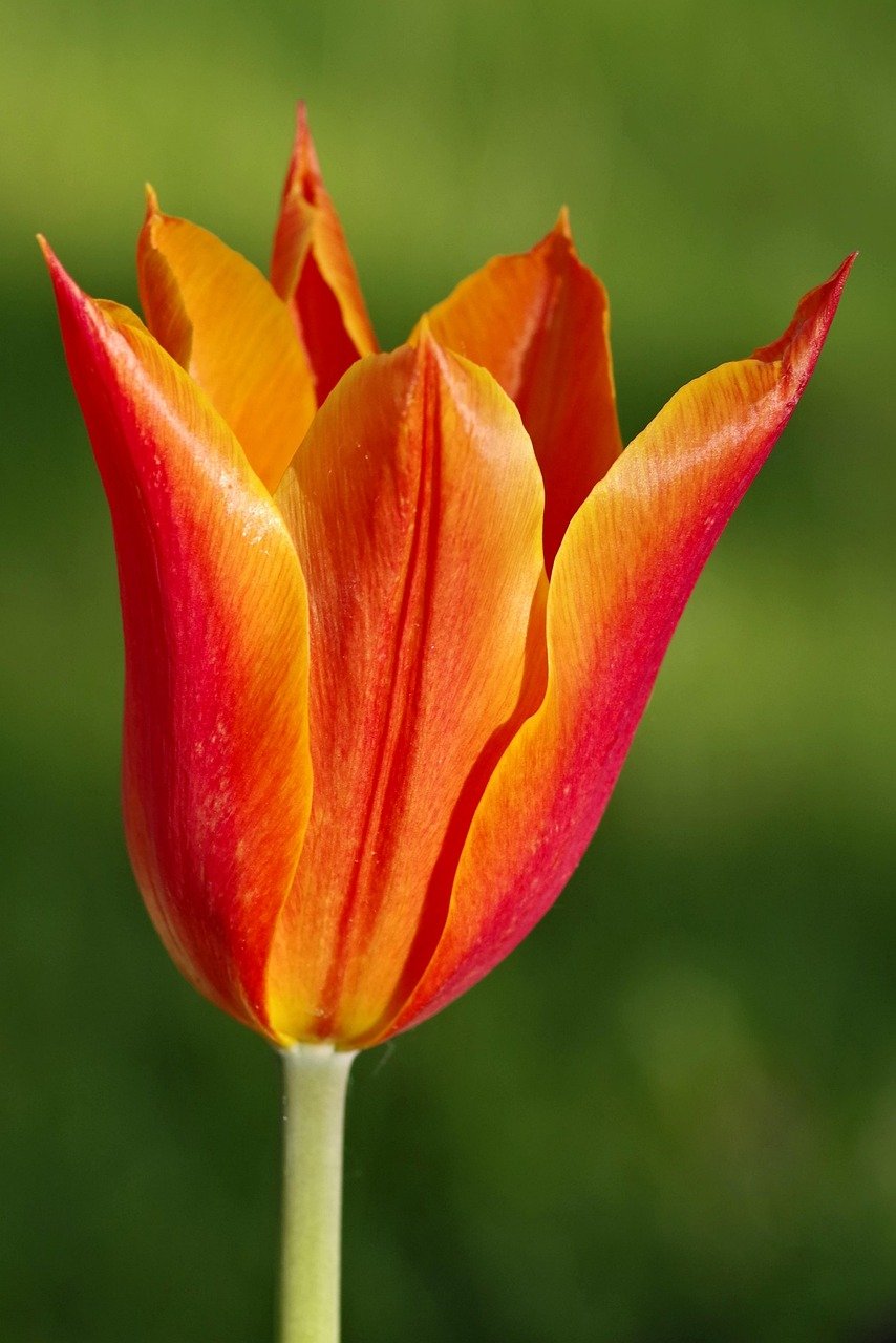 tulip, orange, flower wallpaper, sharp, tips, red, beautiful flowers, flower, single, garden, dew, cereal, blooming, green, meadow, summer, spring, park, grass, nature, flower background, the sun, big